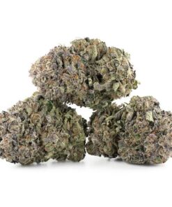 Purple Kush Australia